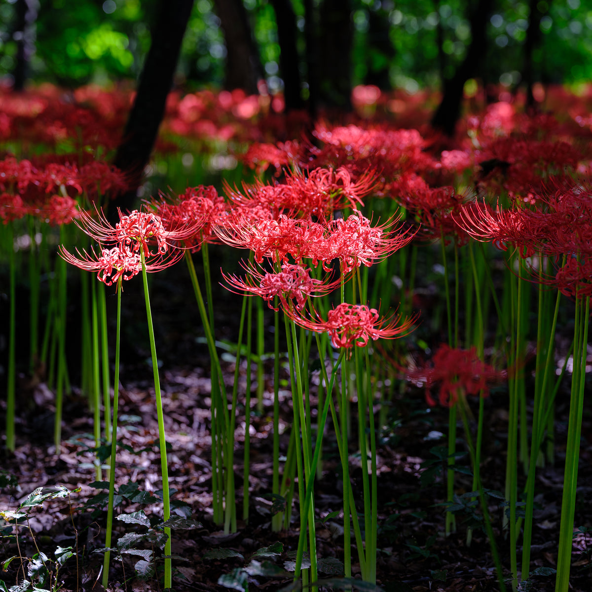 Lycoris radiata - Rode Spinlelie - Lelie
