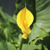 Calla Solfatare - Willemse