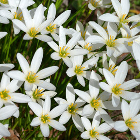 Zephyranthes candida - Westenwindlelie - Lelie