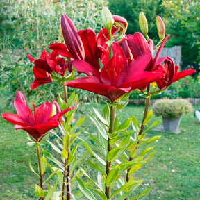 Aziatische lelies en veldbloemen Mix - Willemse