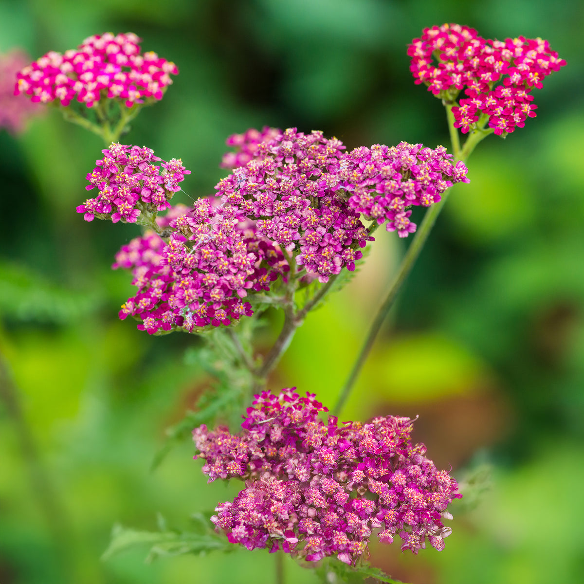 Duizendblad Cassis - Achillea millefolium Cassis - Willemse