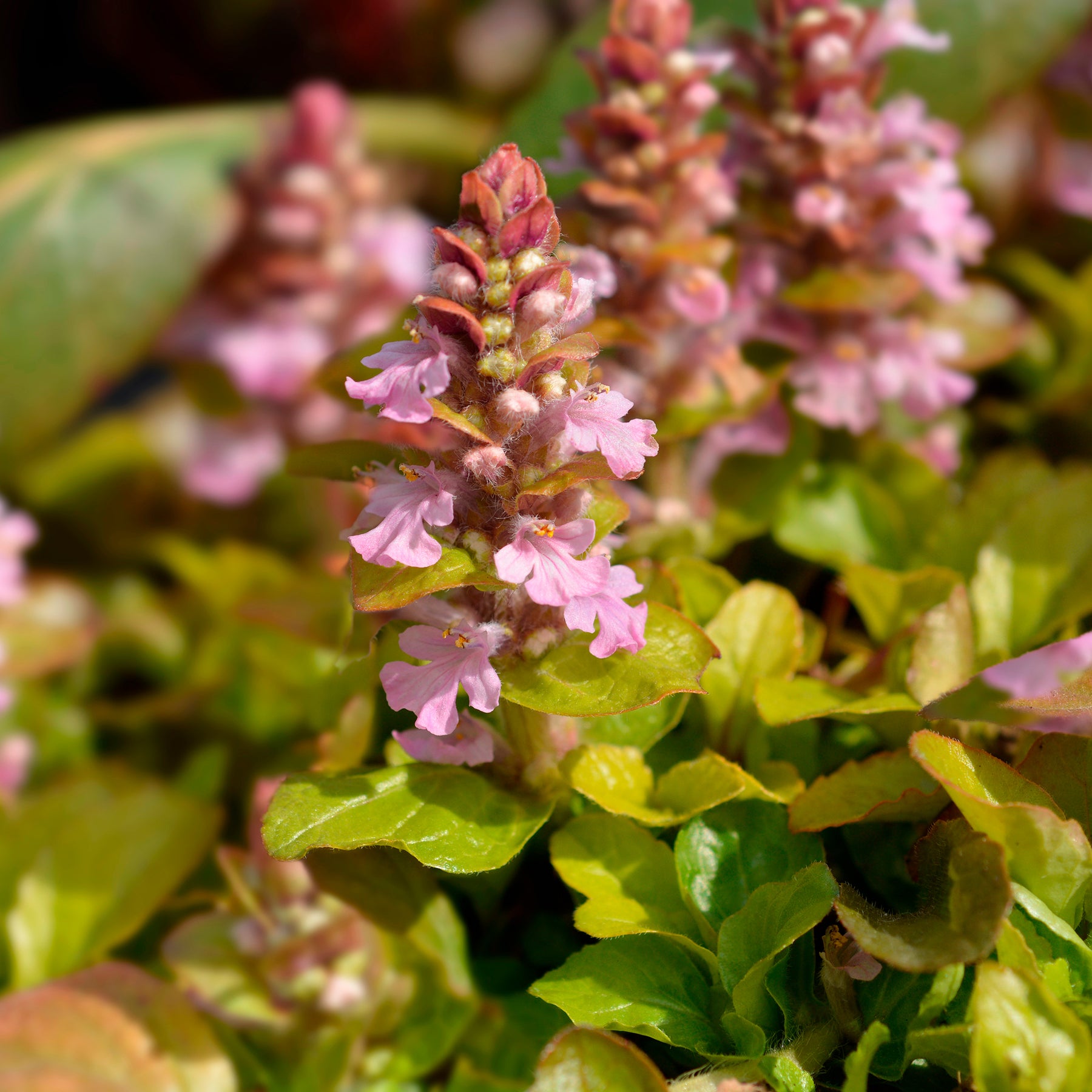 Kruipend zenegroen Gold Chang - Willemse