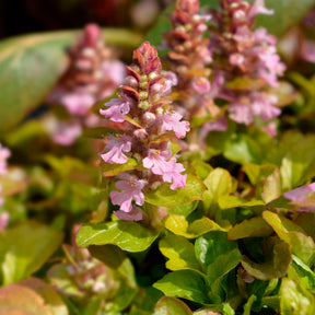 Kruipend zenegroen Gold Chang - Willemse