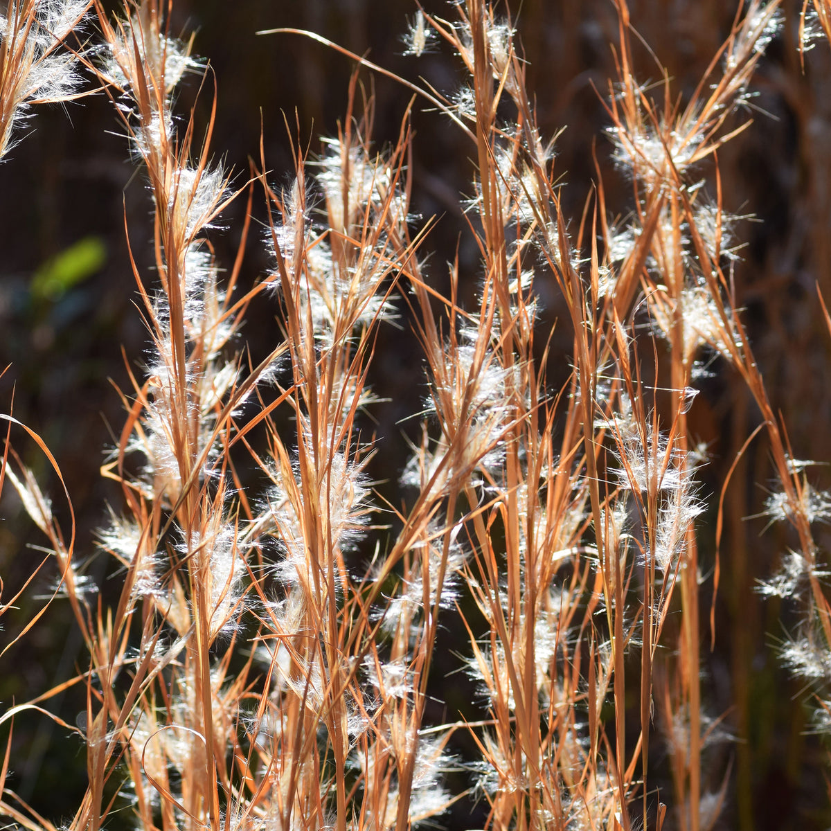 Andropogon ternarius - Andropogon ternarius - Willemse