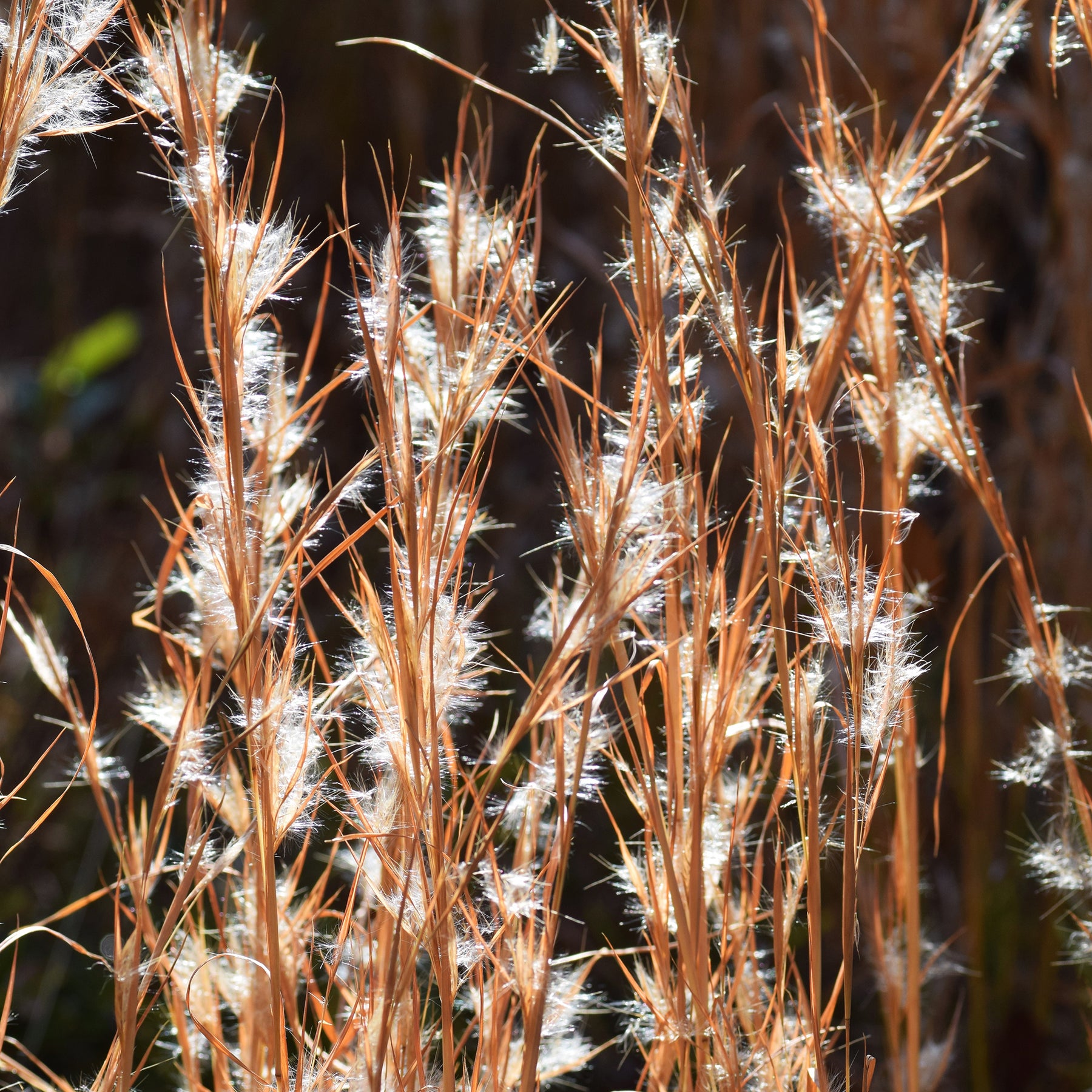 Andropogon ternarius - Andropogon ternarius - Willemse