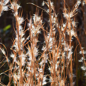 Andropogon ternarius - Andropogon ternarius - Willemse