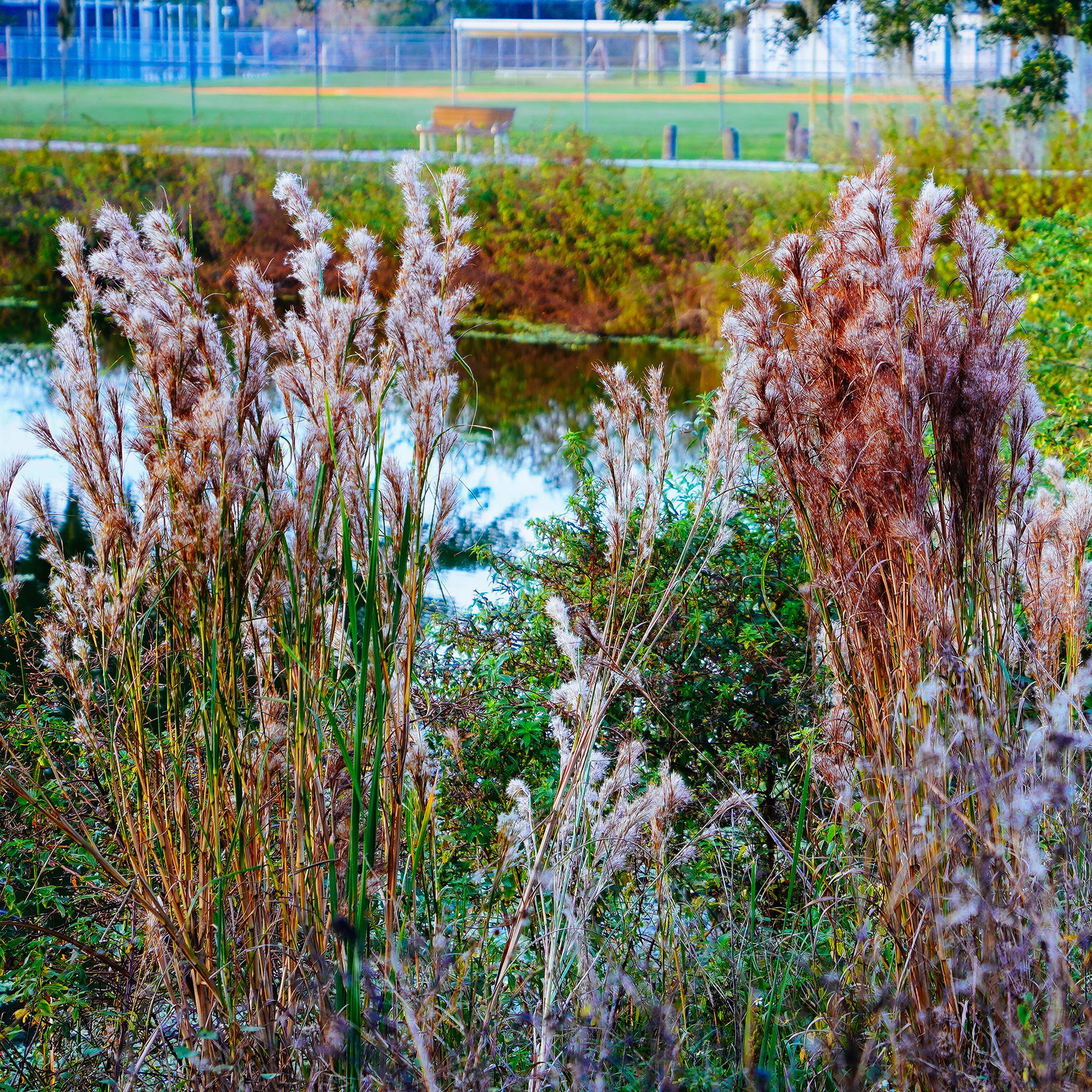 Andropogon ternarius - Willemse