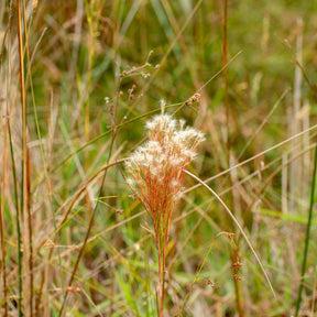 Siergrassen - Andropogon ternarius - Andropogon ternarius
