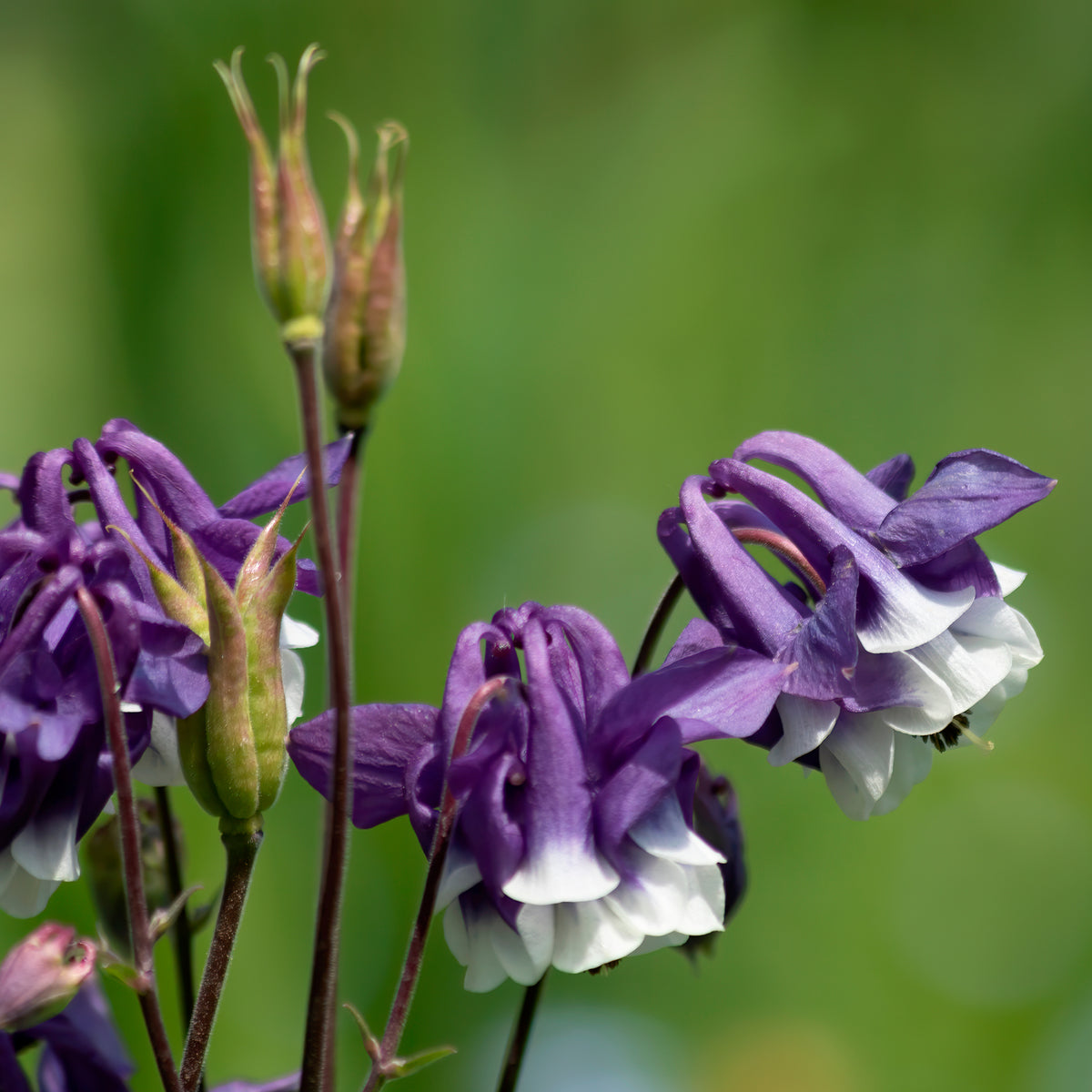 Akelei Winky Double Blue & White - Willemse
