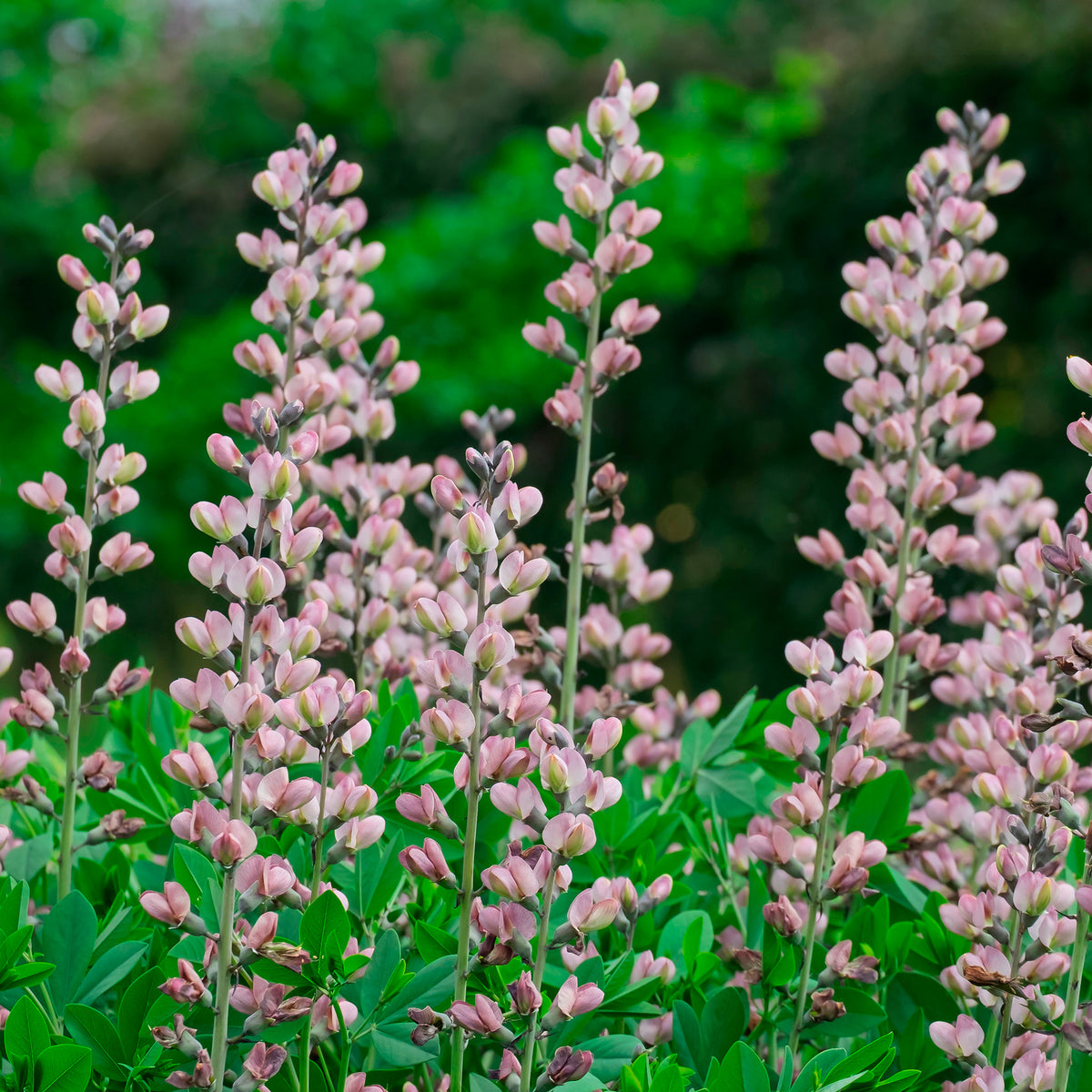 Valse indigo Pink Truffles - Baptisia Pink Truffles - Willemse