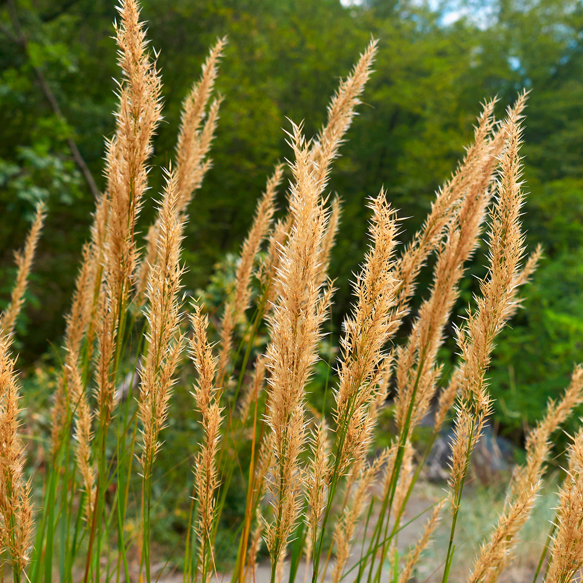 Vedergras calamagrostis Algäu - Willemse
