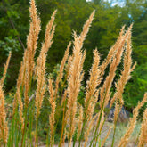 Vedergras calamagrostis Algäu - Willemse