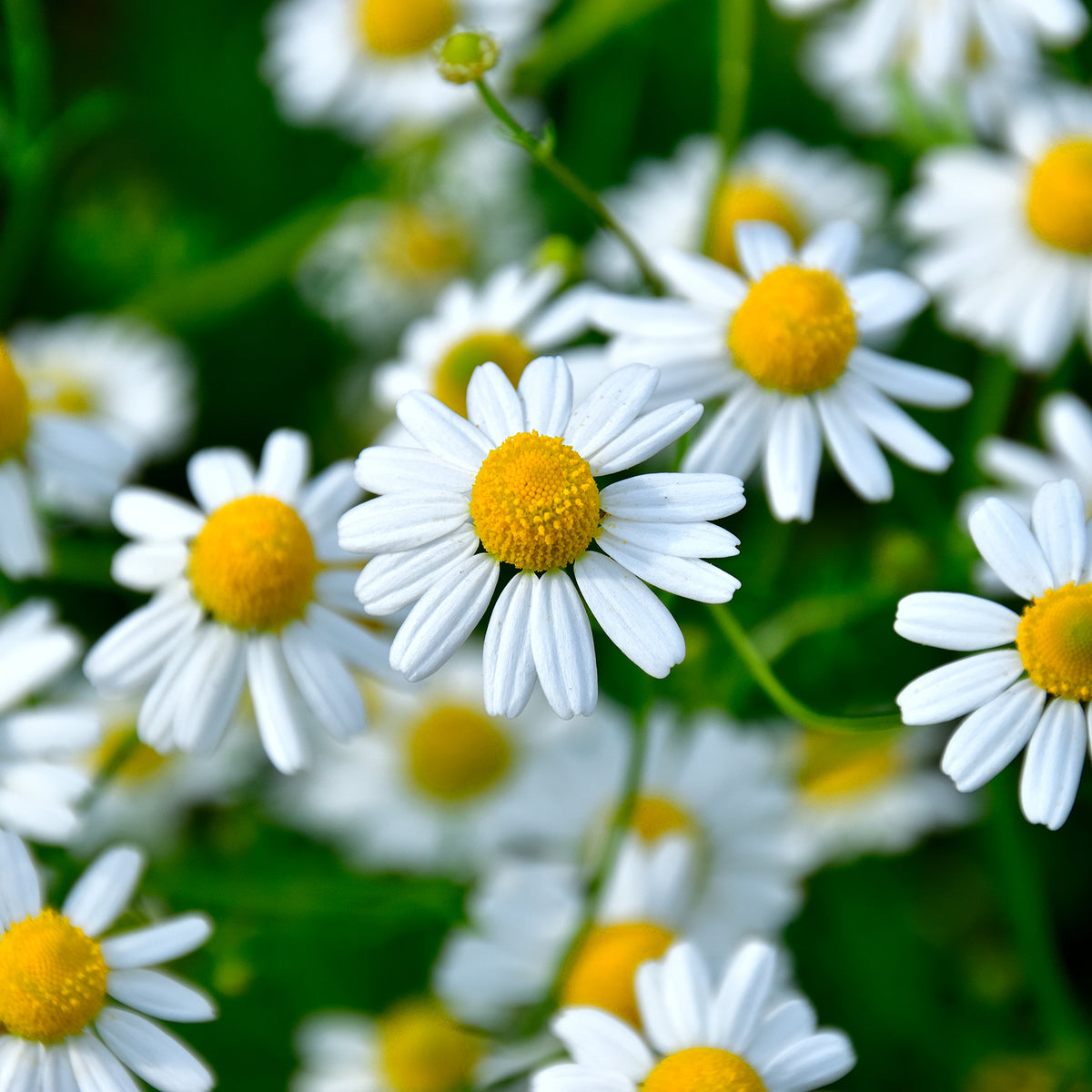 Roomse kamille - Chamaemelum nobile - Willemse