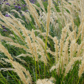 Stipa calamagrostis - Vedergras calamagrostis - Stipa