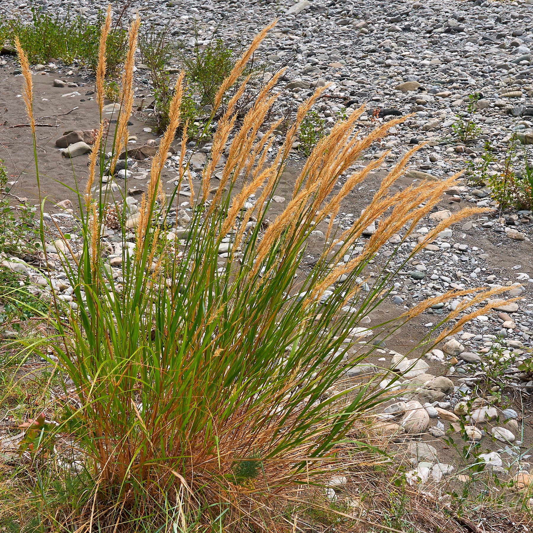 Vedergras calamagrostis - Willemse
