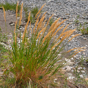 Vedergras calamagrostis - Willemse