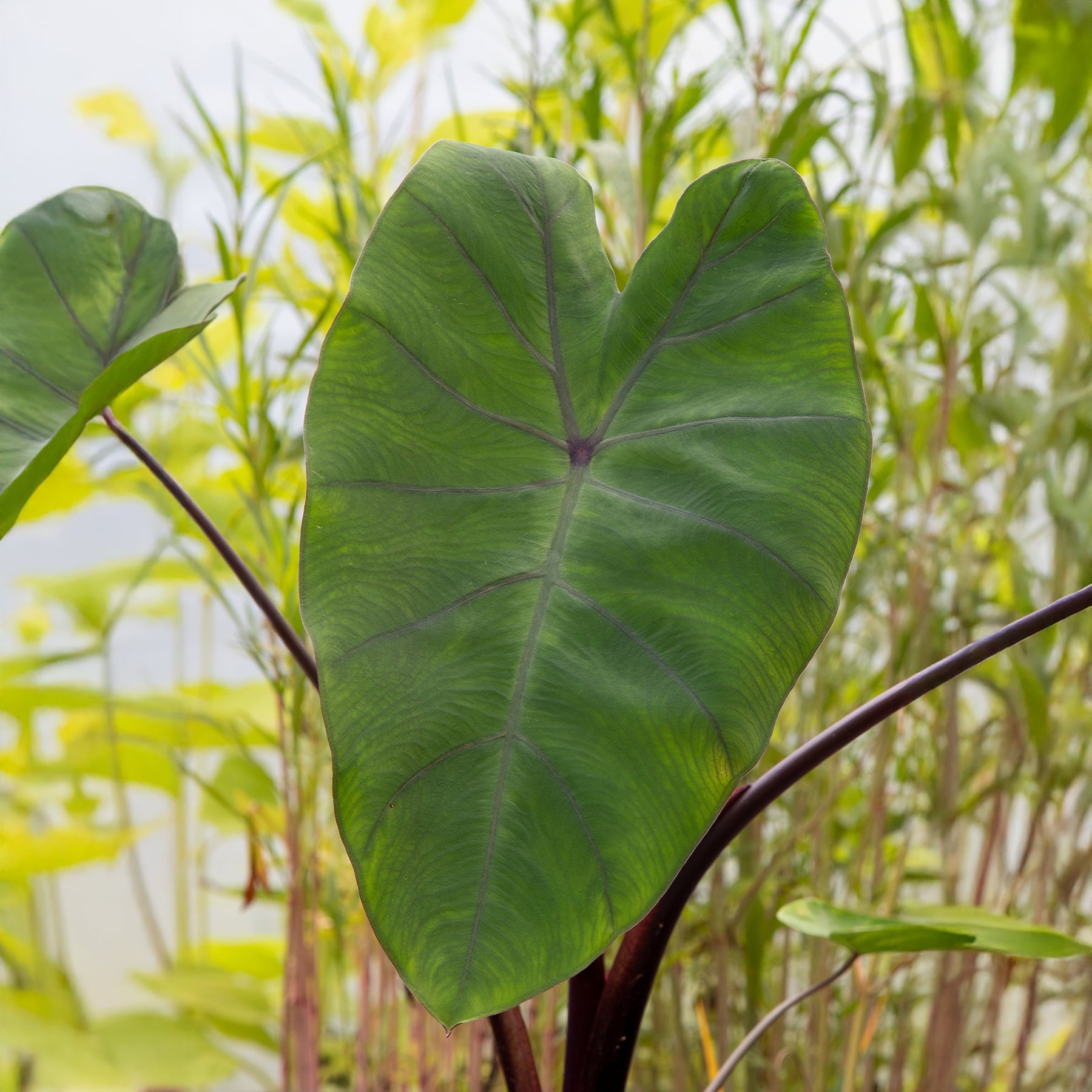 Colocasia Metallica / Olifantsoor - Willemse