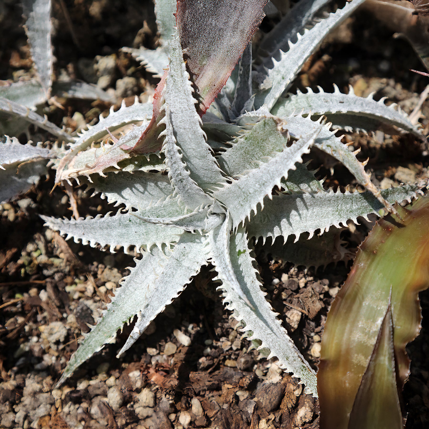 Dyckia Grand Marnier - Dyckia Grand Marnier - Willemse
