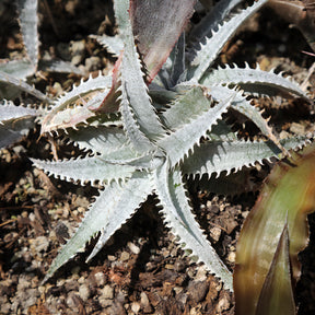 Dyckia Grand Marnier - Dyckia Grand Marnier - Willemse