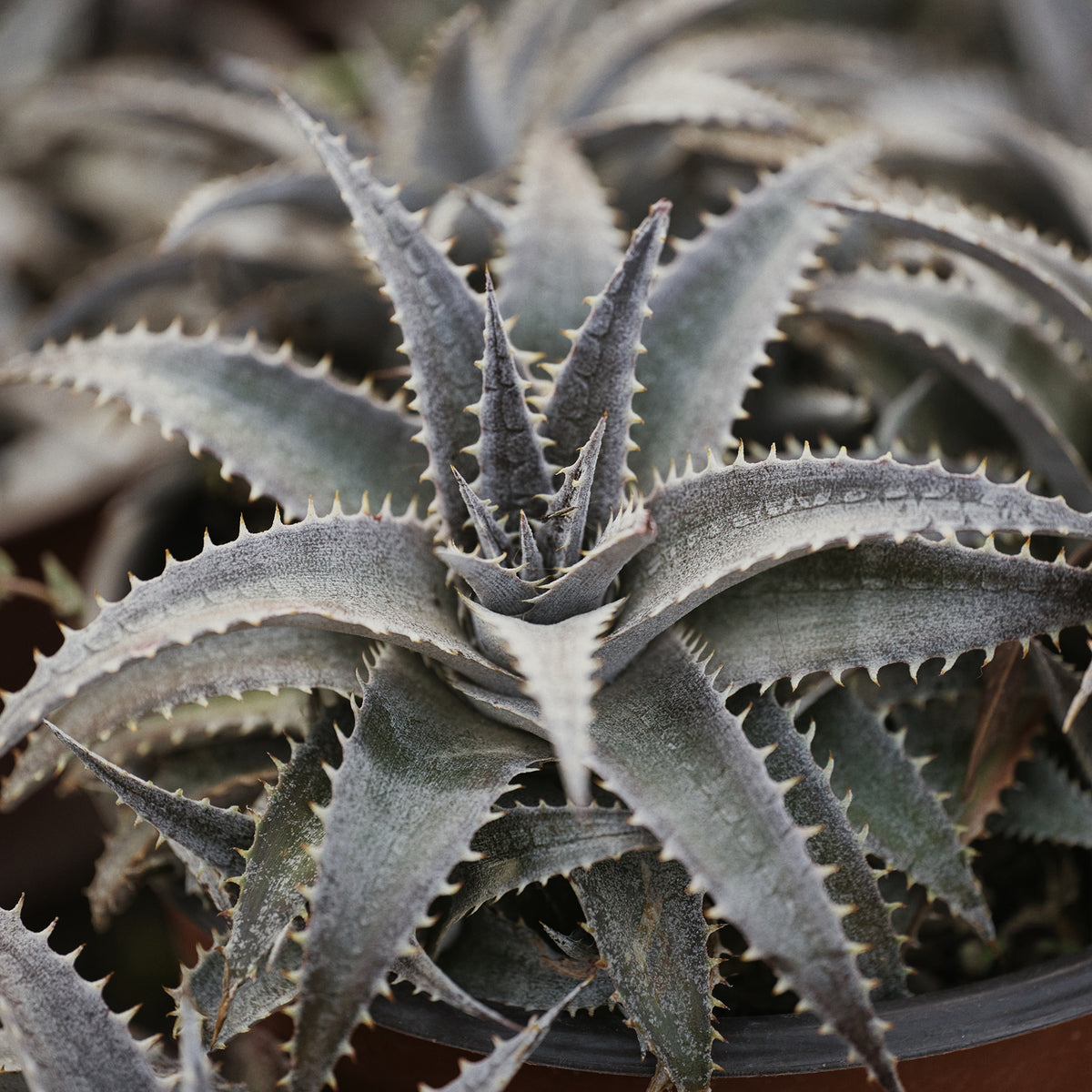Dyckia Grand Marnier - Willemse