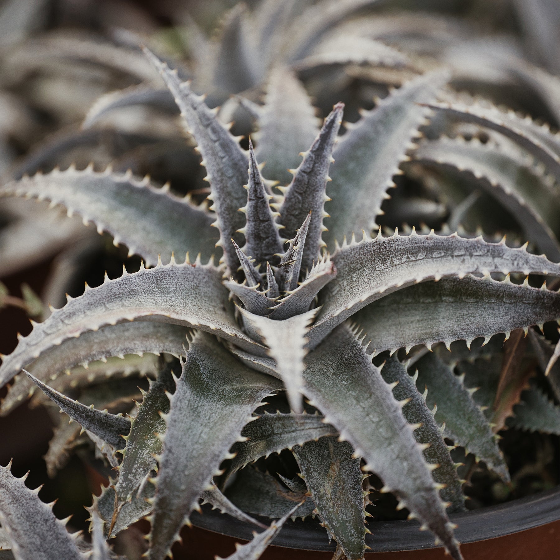 Dyckia Grand Marnier - Willemse