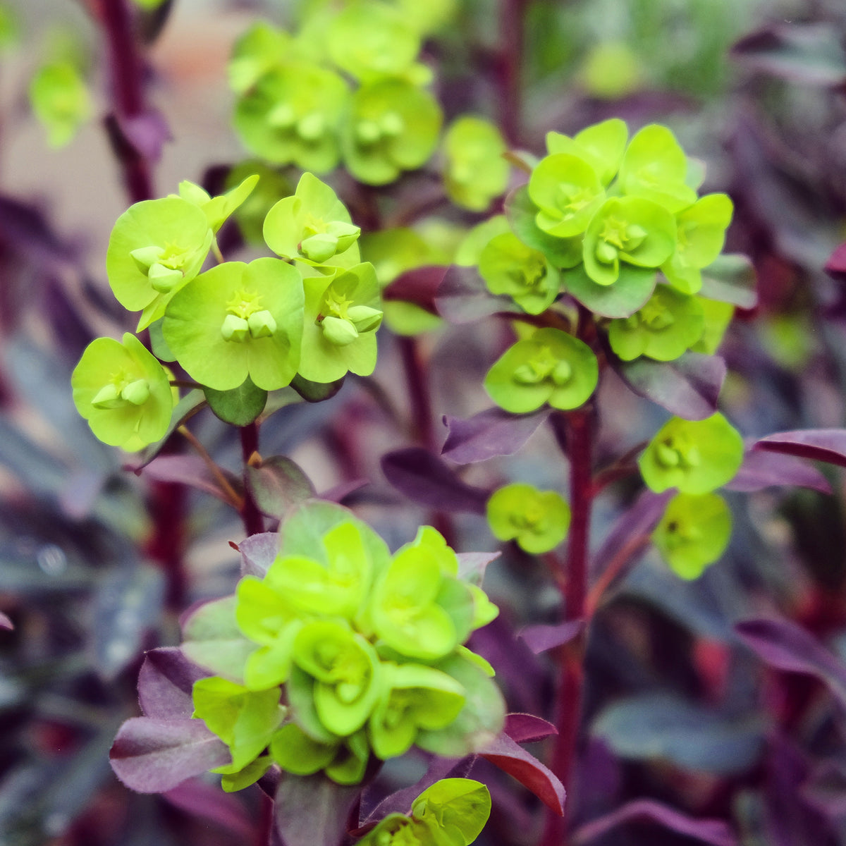 Wolfsmelk Miners Merlot - Willemse