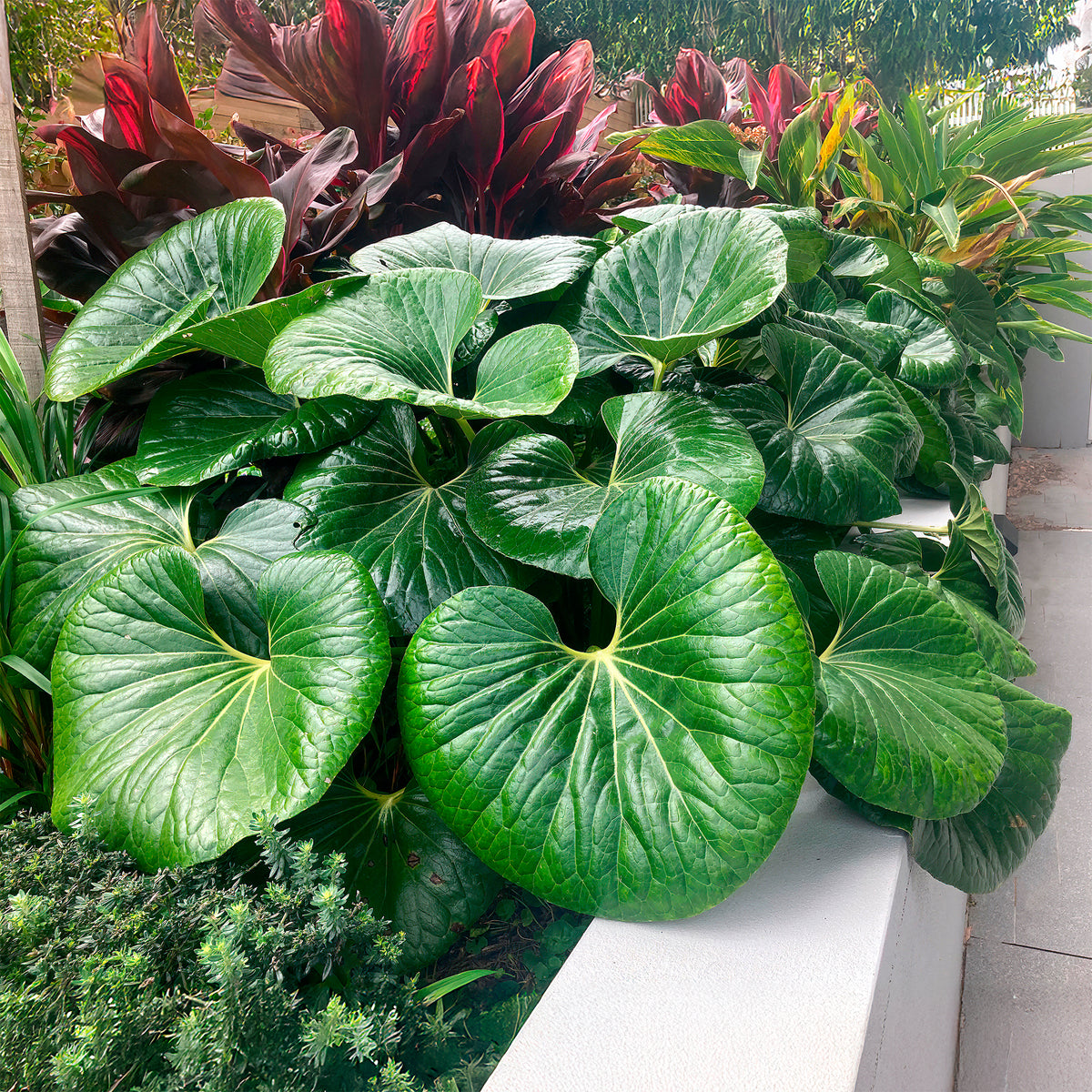 Reuzenluipaardplant Articjungle® - Willemse