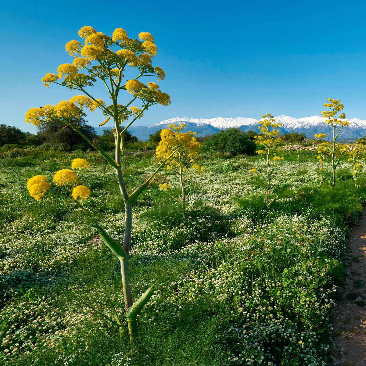 Reuzenvenkel - Ferula communis - Willemse