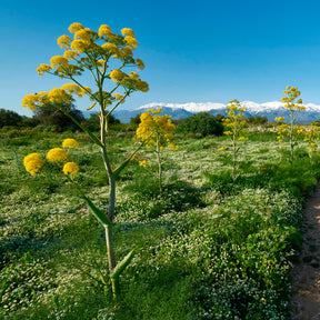 Reuzenvenkel - Ferula communis - Willemse