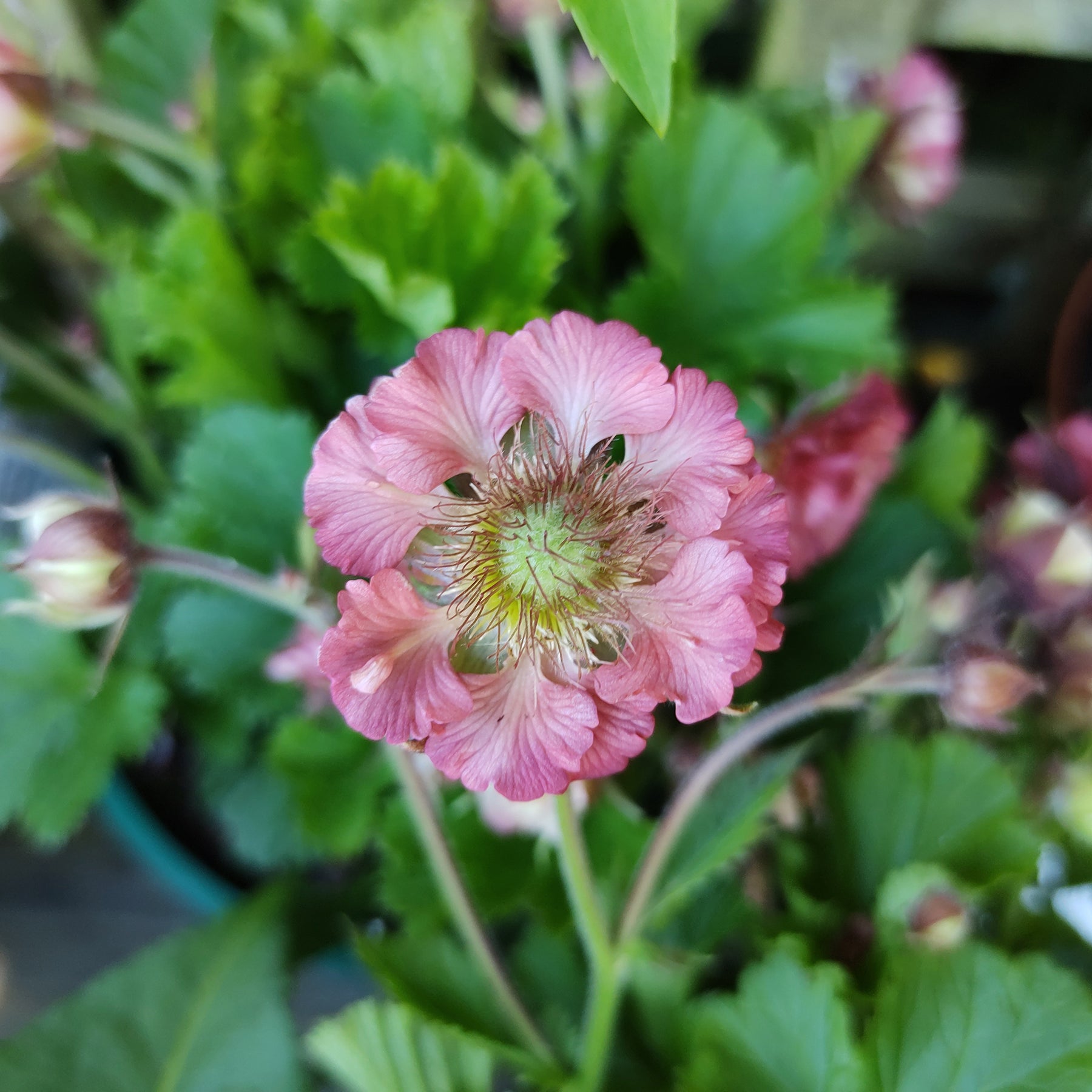 Nagelkruid Pink Petticoats - Willemse