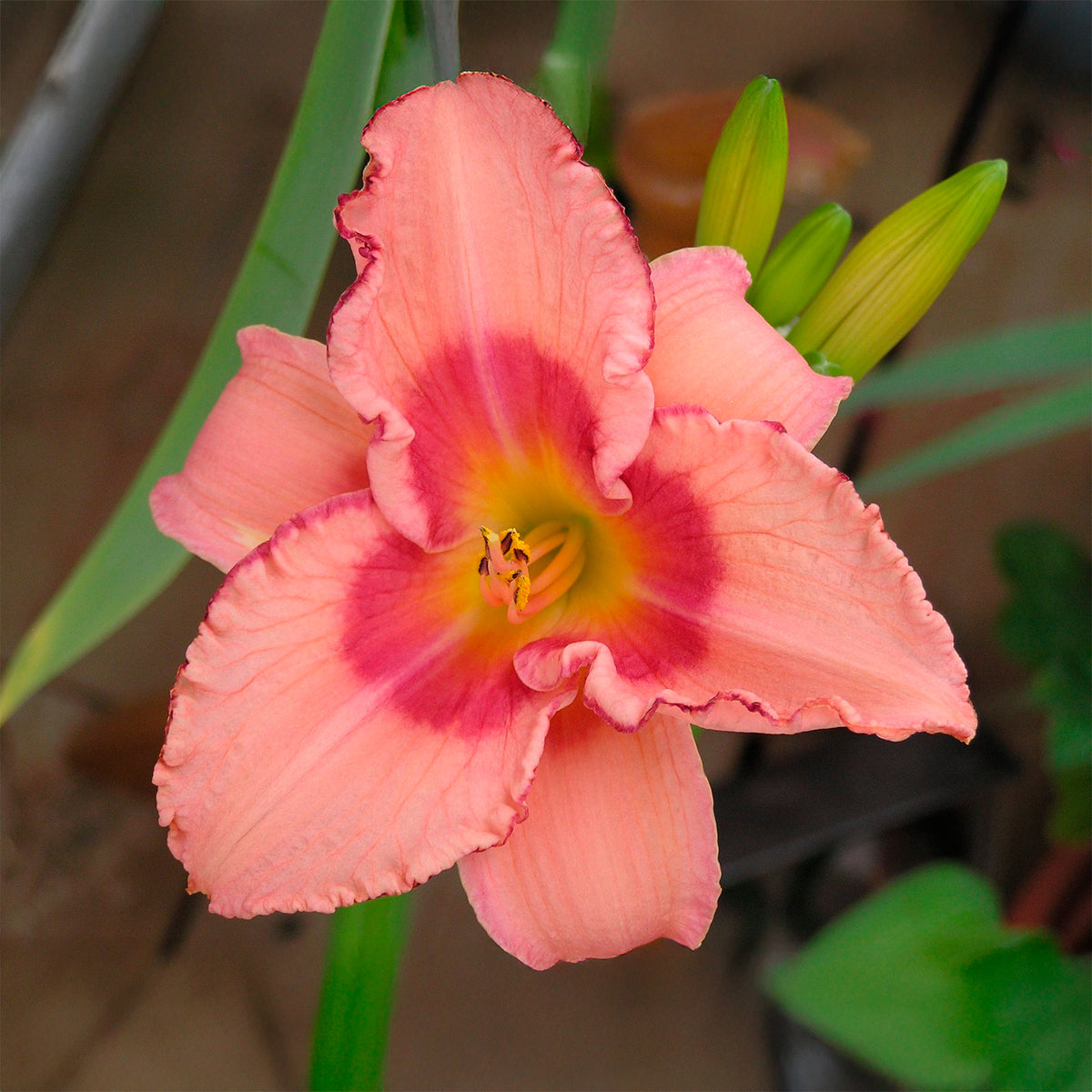 Daglelie Strawberry Fields Forever - Willemse