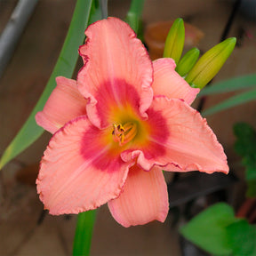 Daglelie Strawberry Fields Forever - Willemse