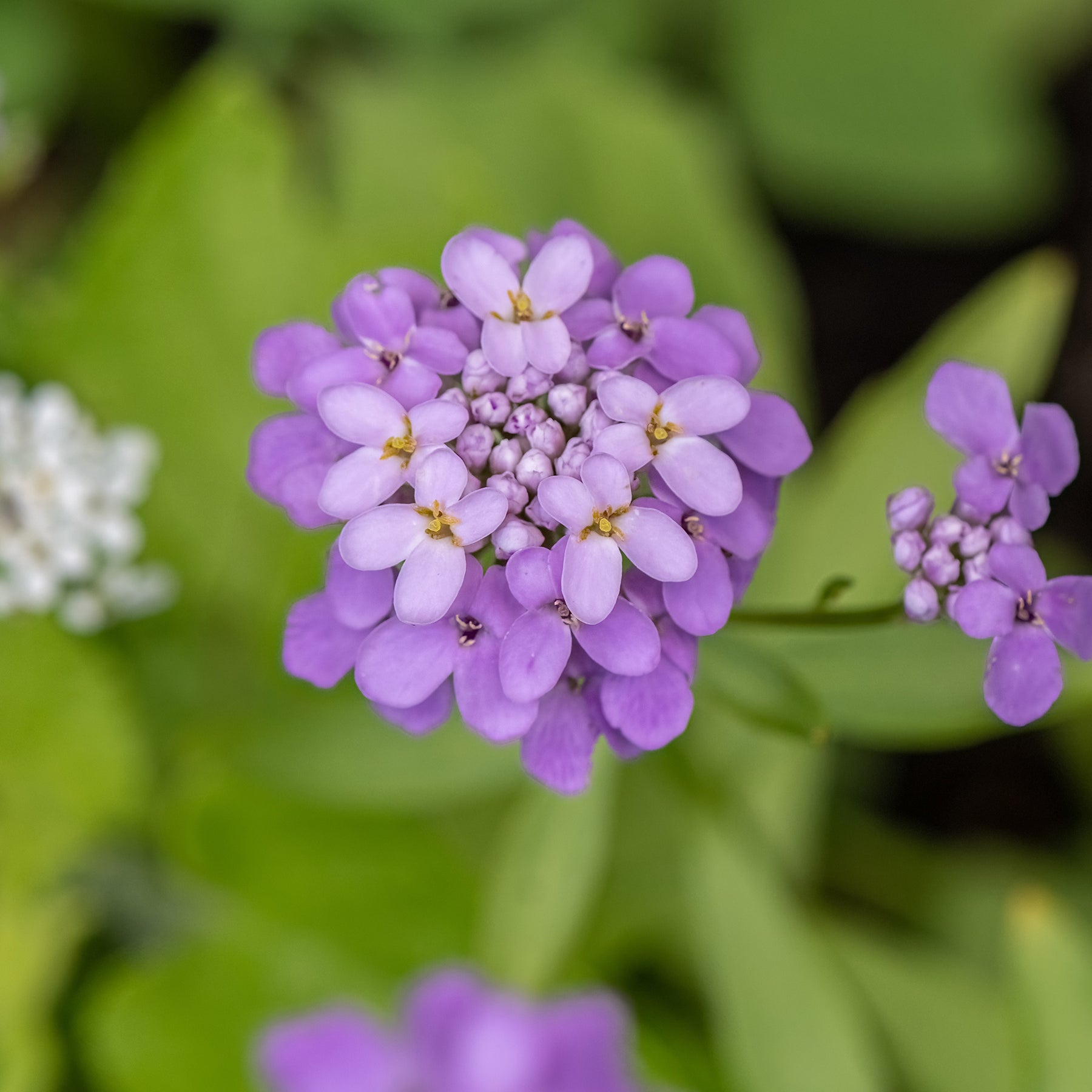 Scheefbloem Absolutely Amethyst - Iberis sempervirens Absolutely Amethyst - Willemse