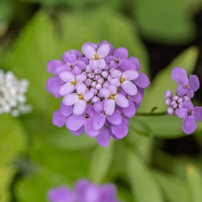 Scheefbloem Absolutely Amethyst - Iberis sempervirens Absolutely Amethyst - Willemse