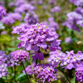 Scheefbloem Absolutely Amethyst - Willemse