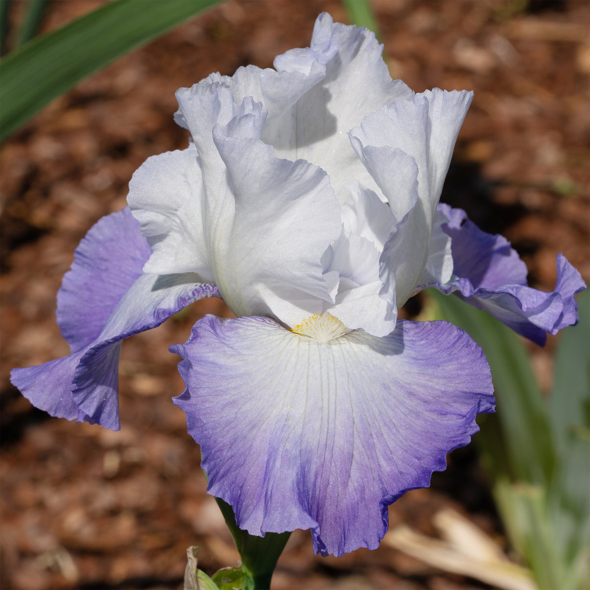 Baardiris Alizés - Iris germanica Alizés - Willemse