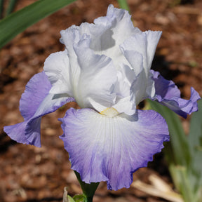 Baardiris Alizés - Iris germanica Alizés - Willemse