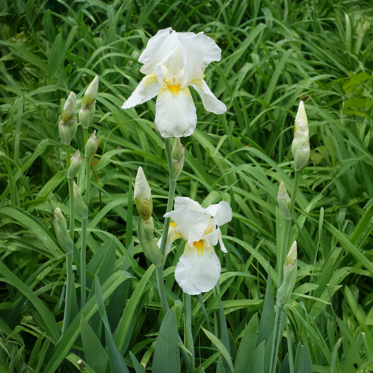 Baardiris Wedding Bouquet - Iris germanica Wedding Bouquet - Willemse