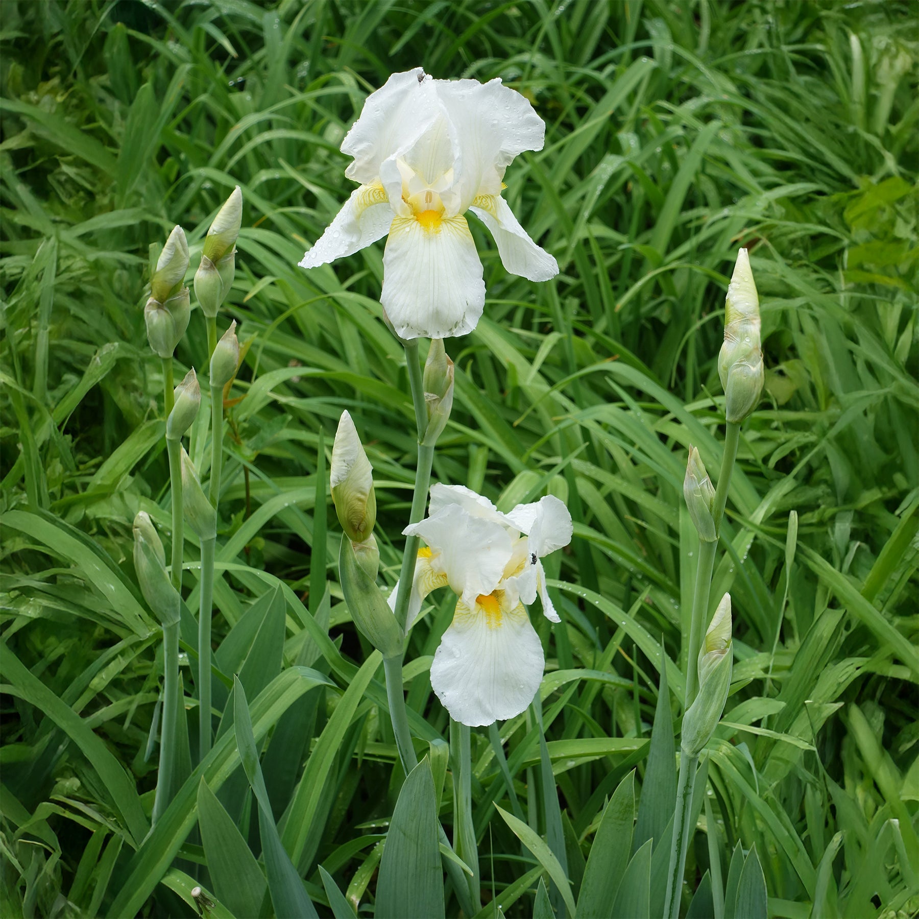 Baardiris Wedding Bouquet - Iris germanica Wedding Bouquet - Willemse