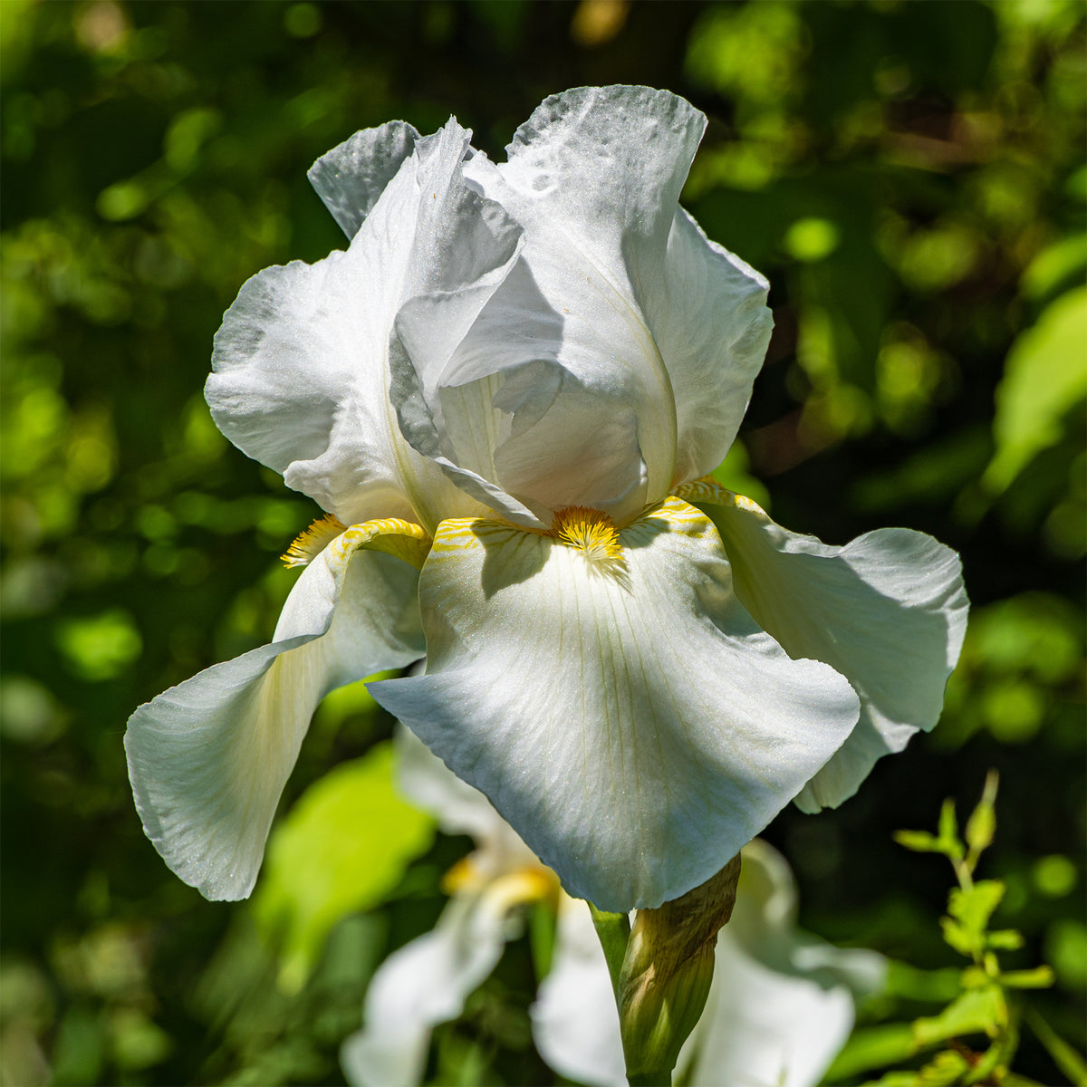 Iris germanica Wedding Bouquet - Baardiris Wedding Bouquet - Iris germanica - Duitse iris