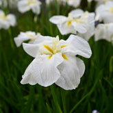 Japanse iris White ladies - Willemse