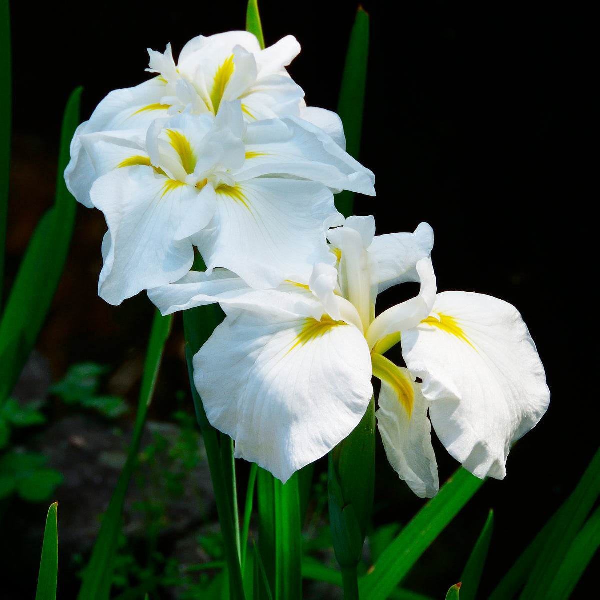 Japanse iris White ladies - Willemse