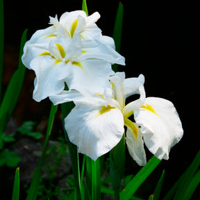 Japanse iris White ladies - Willemse