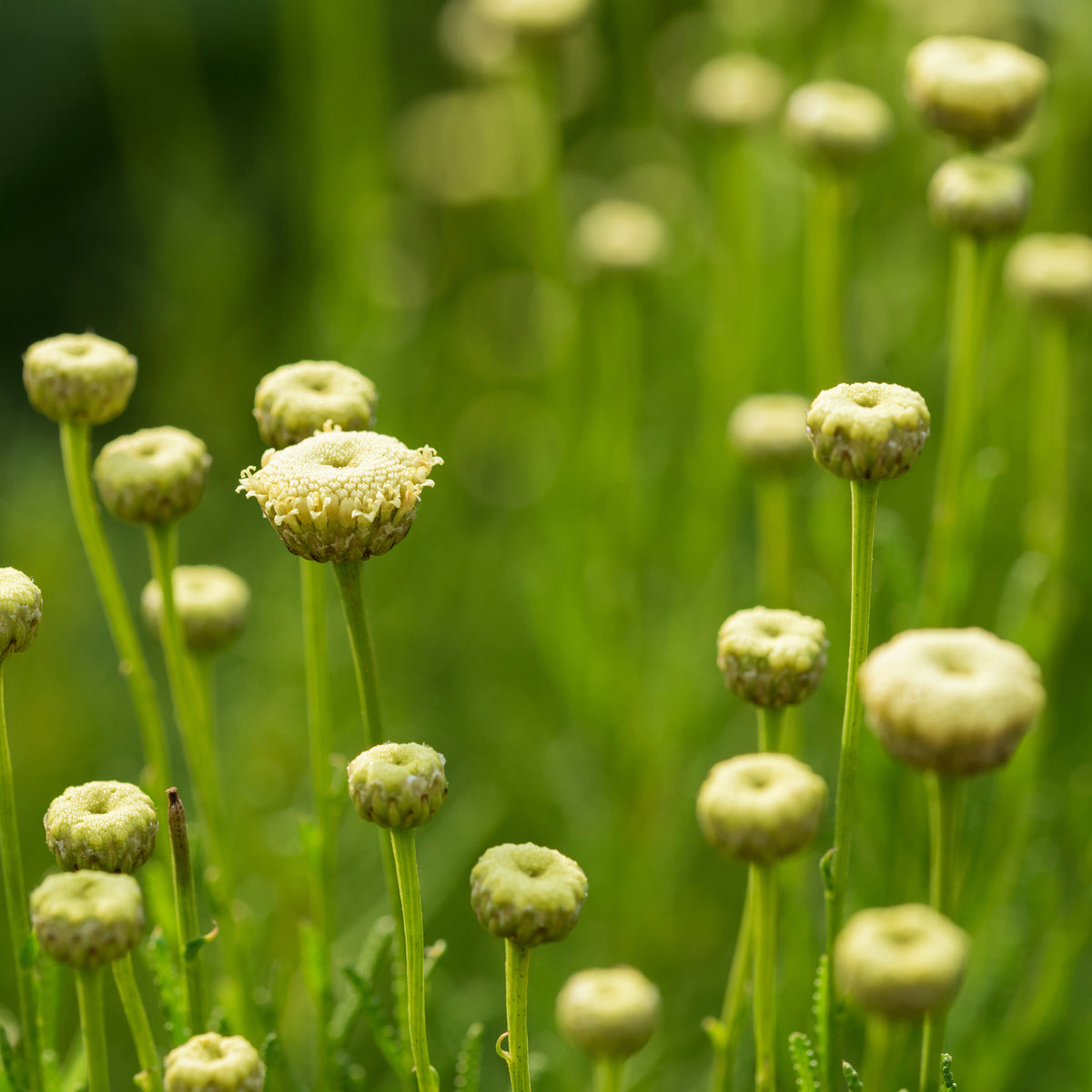 Heiligenbloem Edward Bowles - Willemse