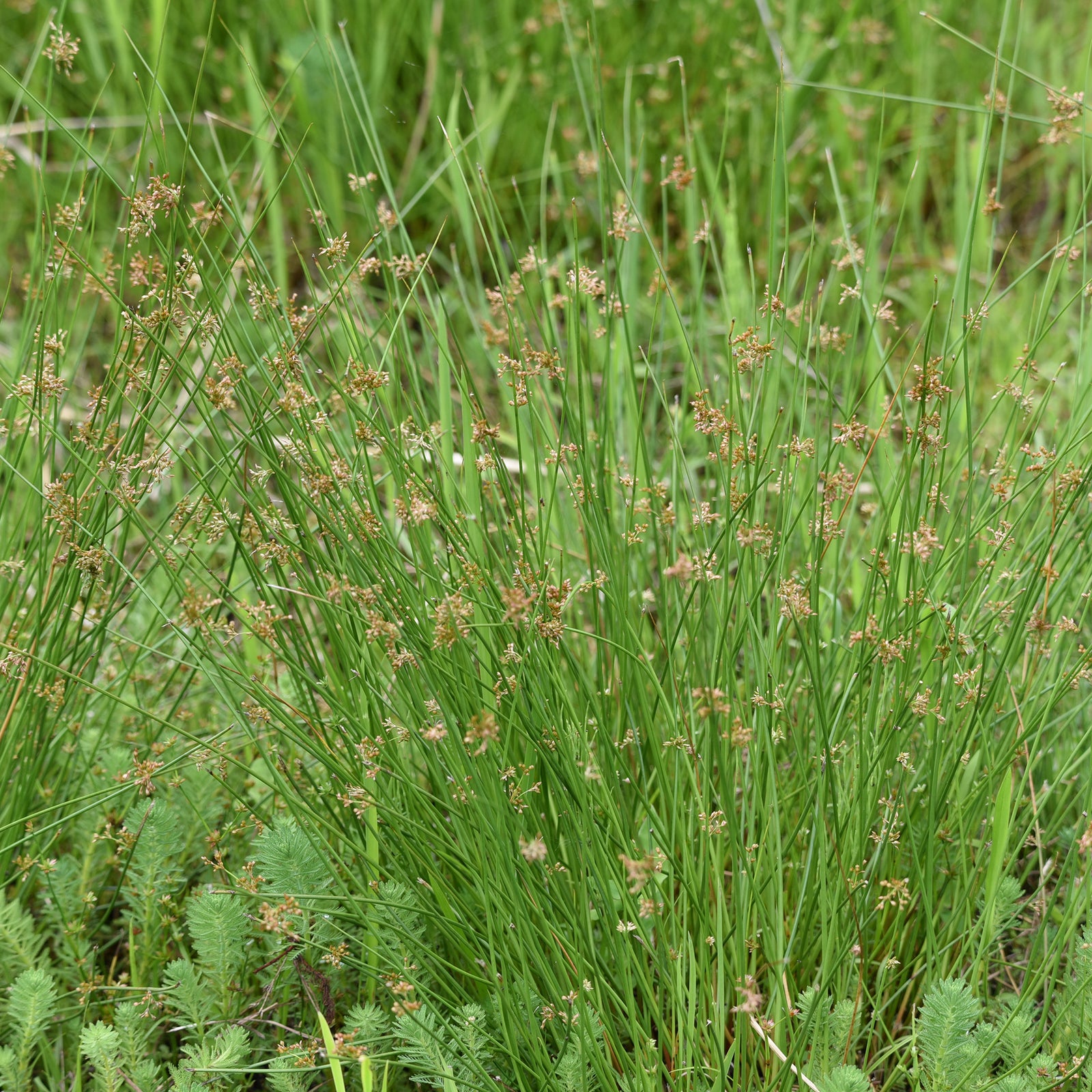 Pitrus | Sterke oeverplant | Willemse