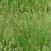 Biezen - Pitrus - Juncus effusus