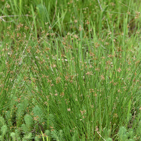 Biezen - Pitrus - Juncus effusus
