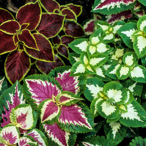 Siernetel Wizard - Coleus Wizard - Willemse