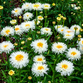 Margriet Coconut - Willemse