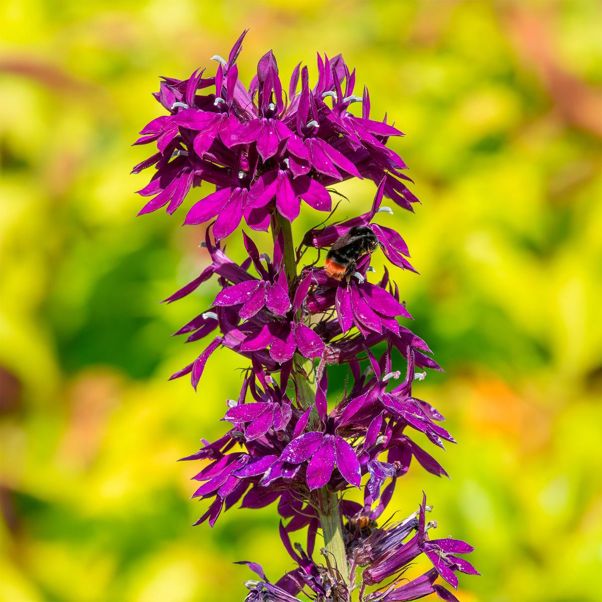 Vaste lobelia - Willemse